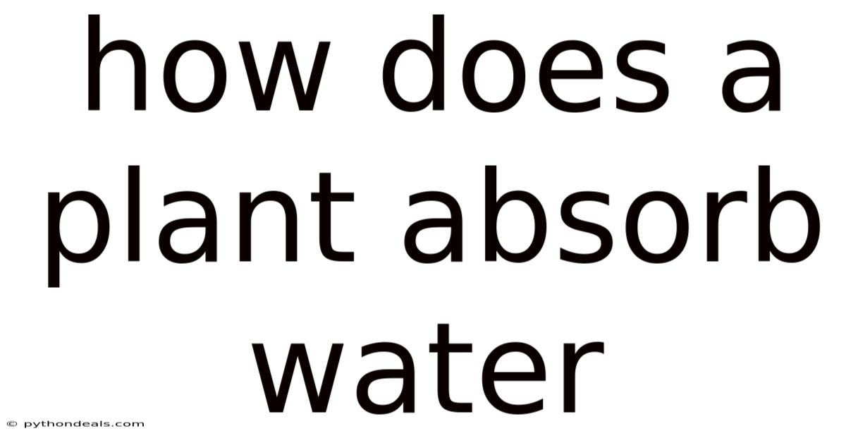 How Does A Plant Absorb Water