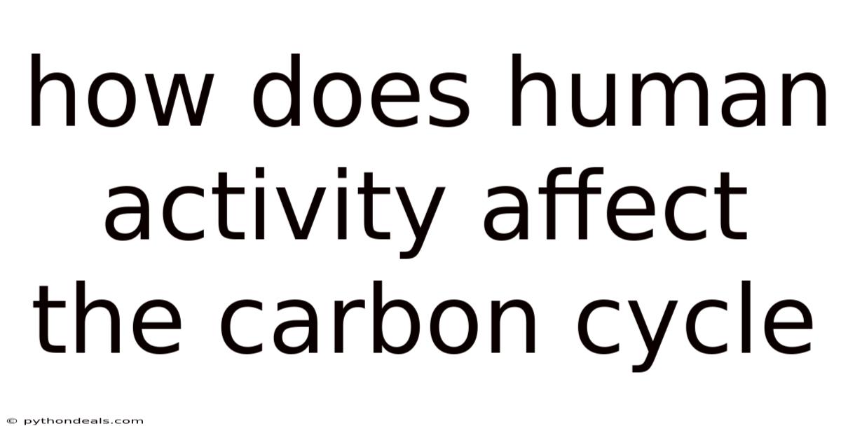 How Does Human Activity Affect The Carbon Cycle