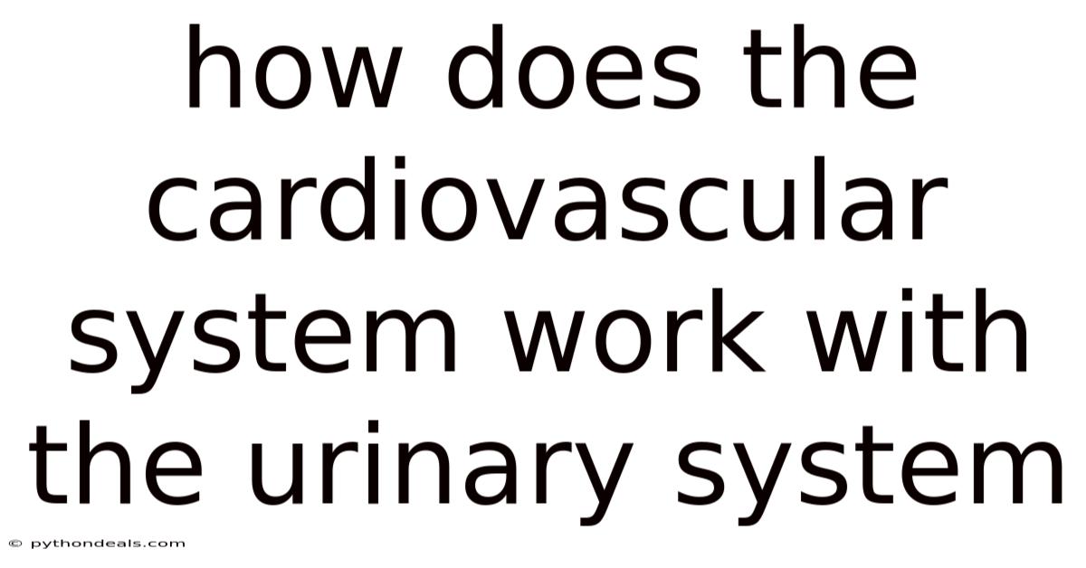 How Does The Cardiovascular System Work With The Urinary System