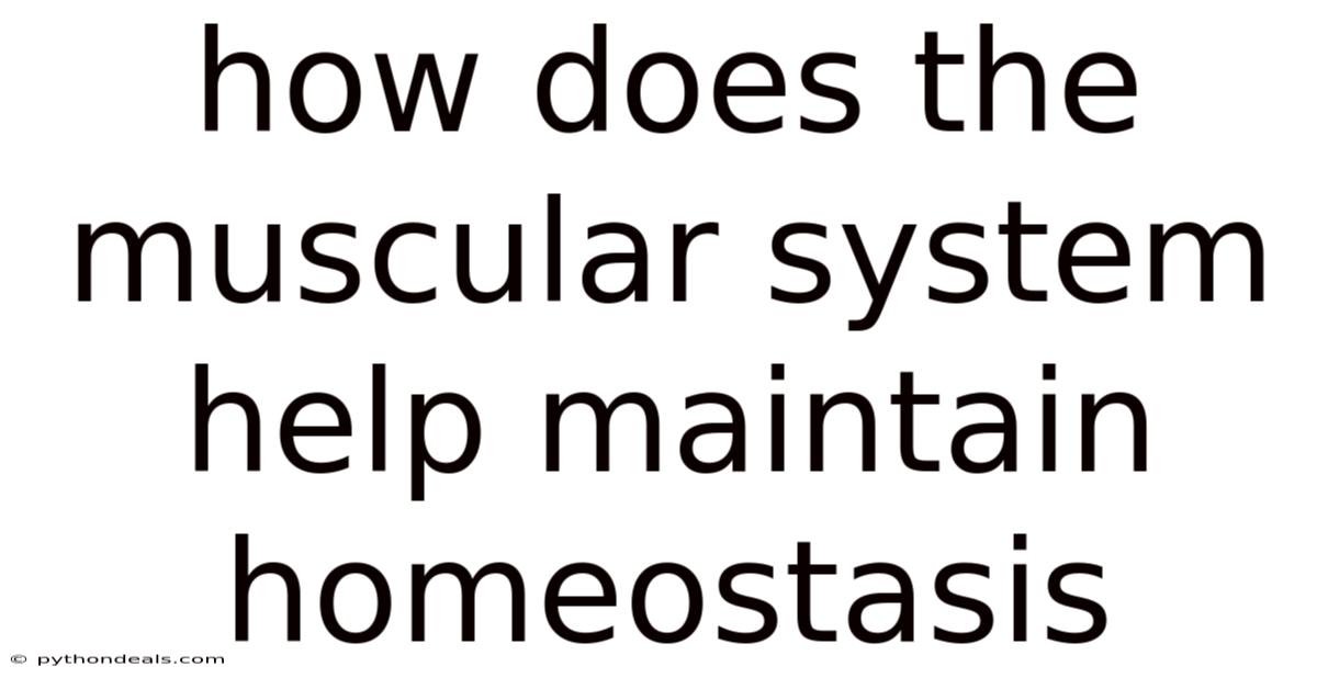 How Does The Muscular System Help Maintain Homeostasis