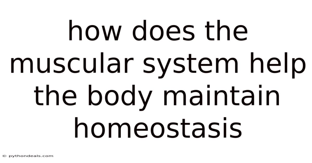 How Does The Muscular System Help The Body Maintain Homeostasis