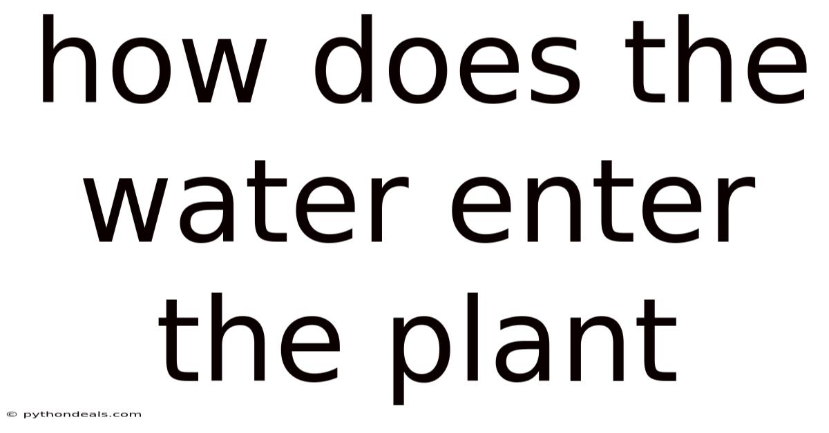 How Does The Water Enter The Plant