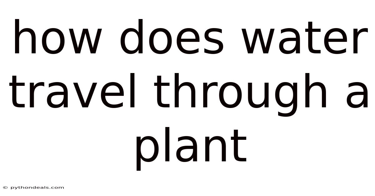 How Does Water Travel Through A Plant