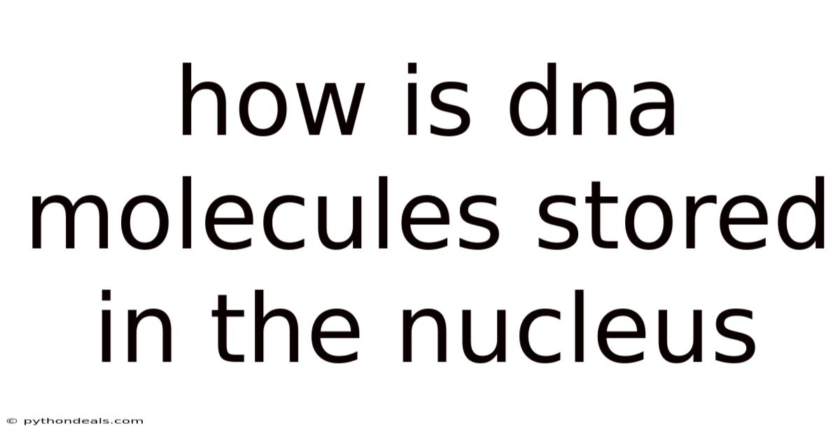 How Is Dna Molecules Stored In The Nucleus