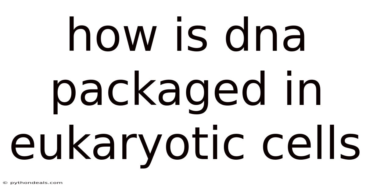 How Is Dna Packaged In Eukaryotic Cells