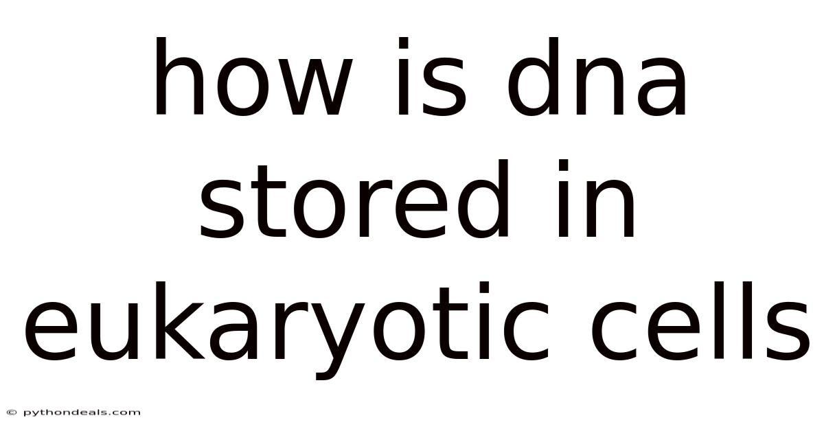 How Is Dna Stored In Eukaryotic Cells
