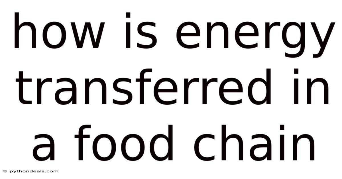 How Is Energy Transferred In A Food Chain