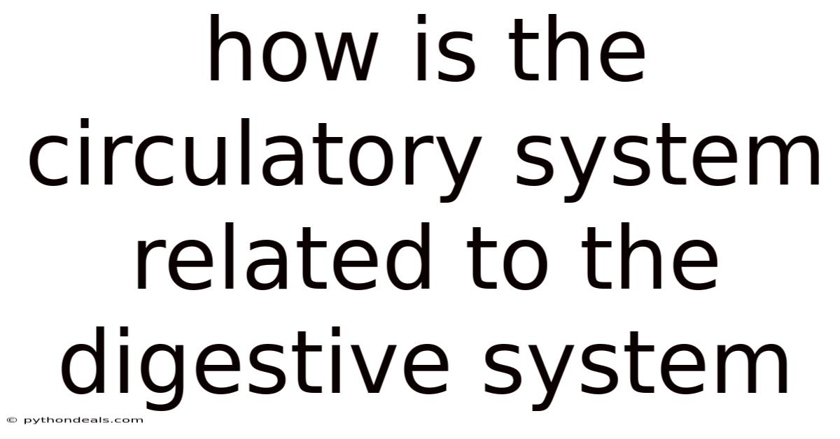 How Is The Circulatory System Related To The Digestive System
