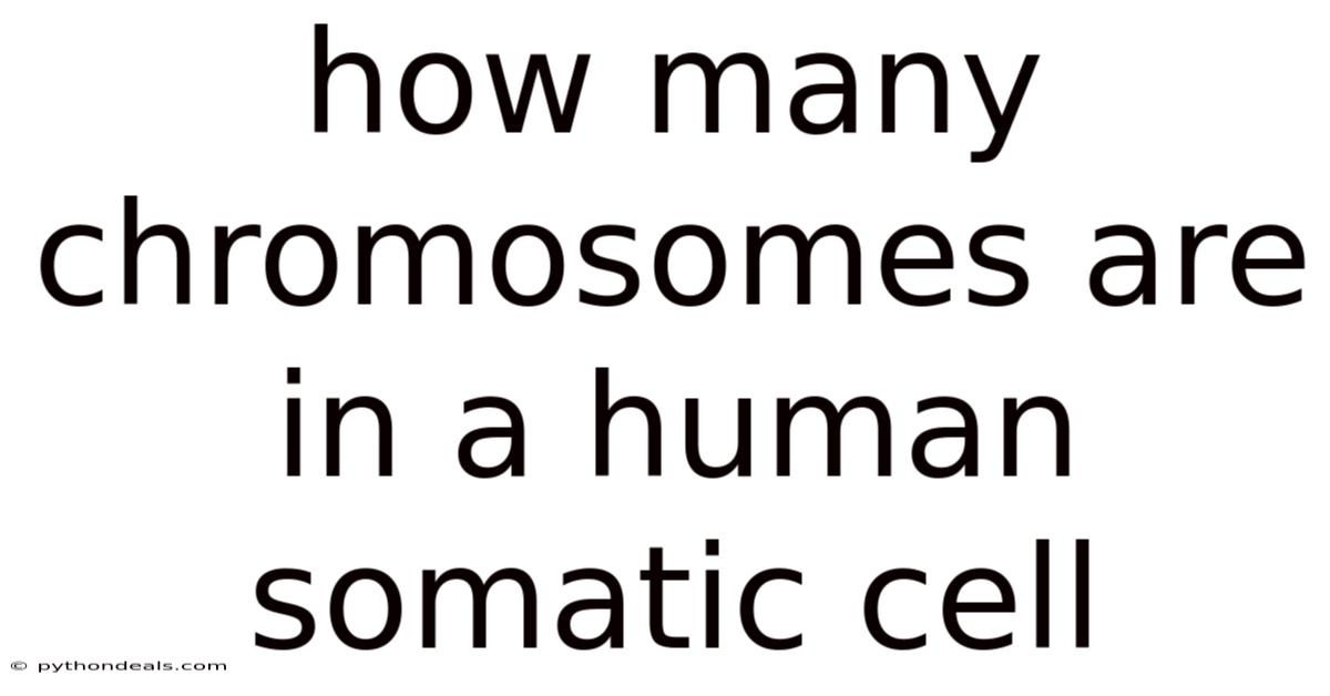 How Many Chromosomes Are In A Human Somatic Cell
