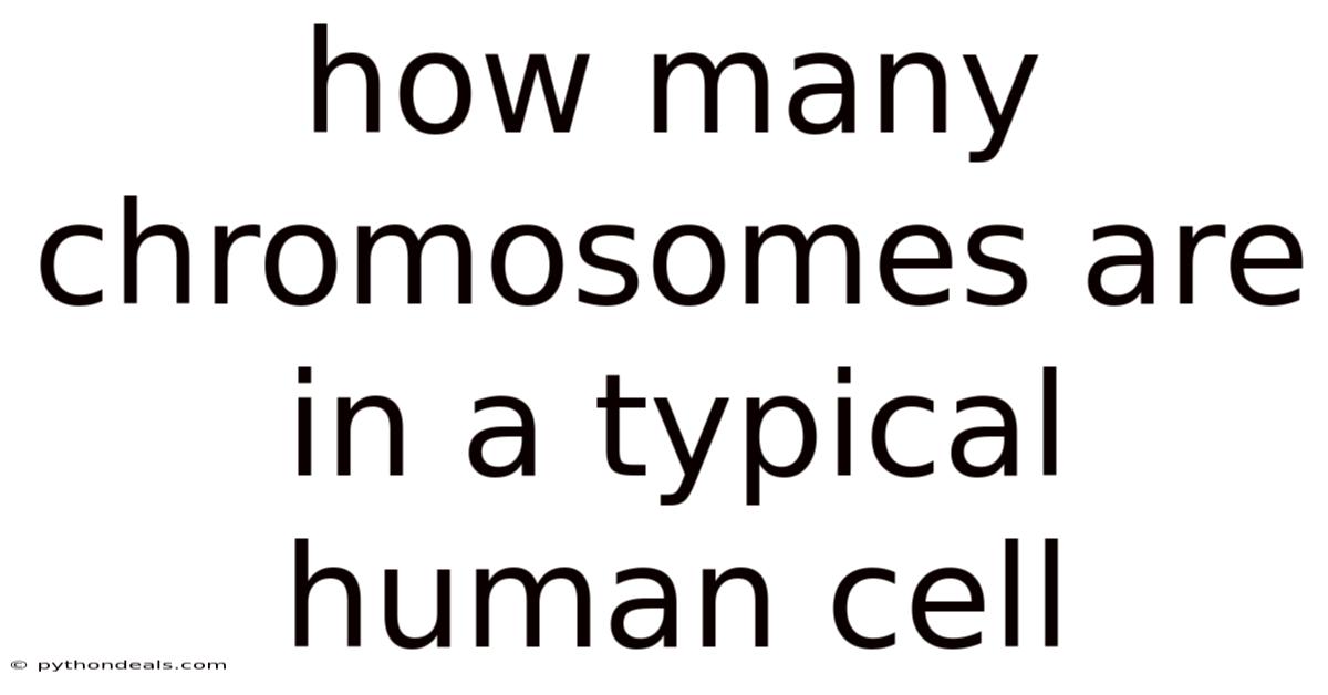 How Many Chromosomes Are In A Typical Human Cell