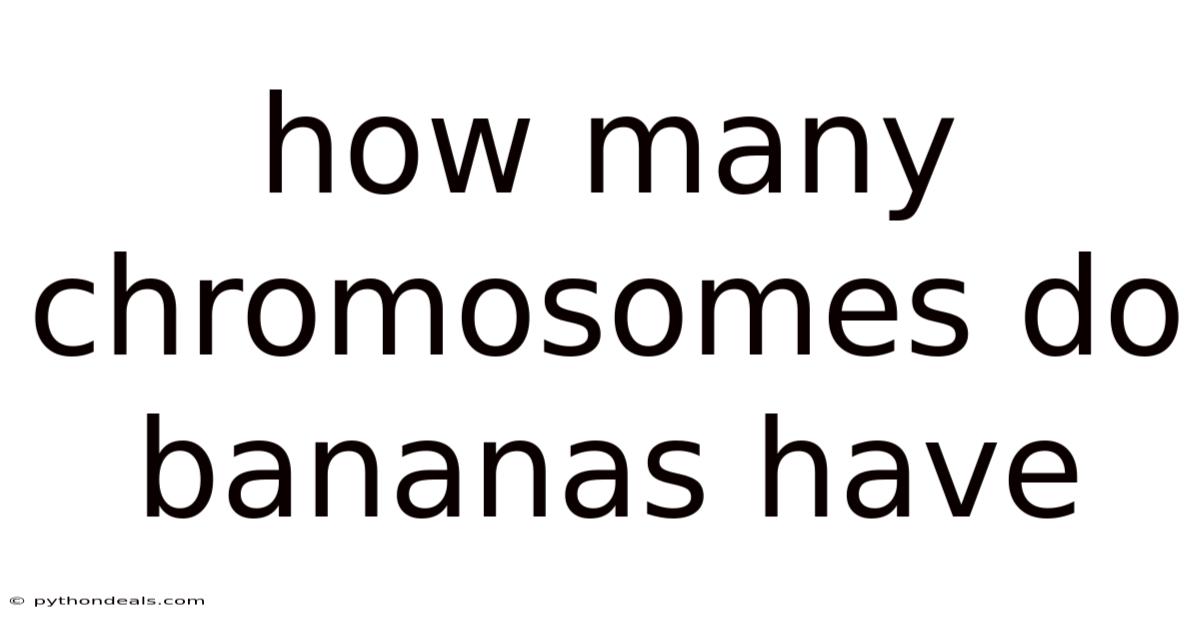 How Many Chromosomes Do Bananas Have