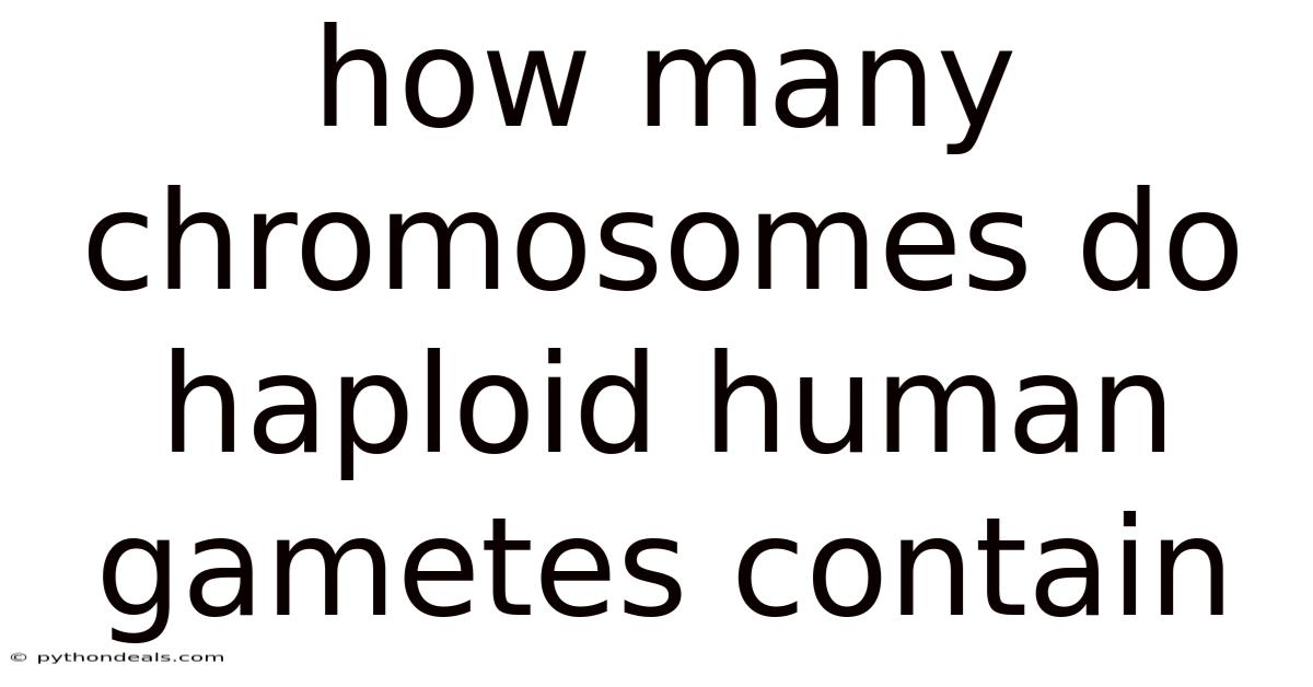How Many Chromosomes Do Haploid Human Gametes Contain