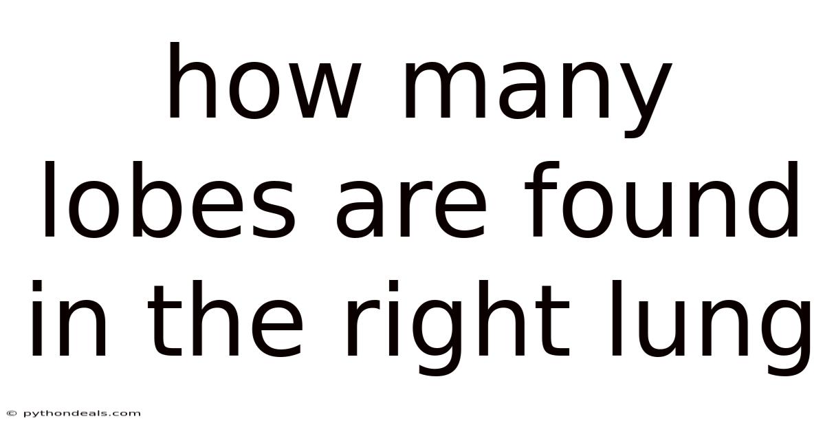 How Many Lobes Are Found In The Right Lung