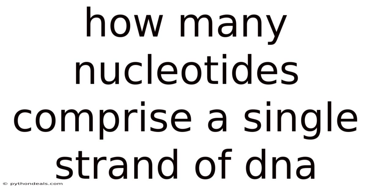 How Many Nucleotides Comprise A Single Strand Of Dna