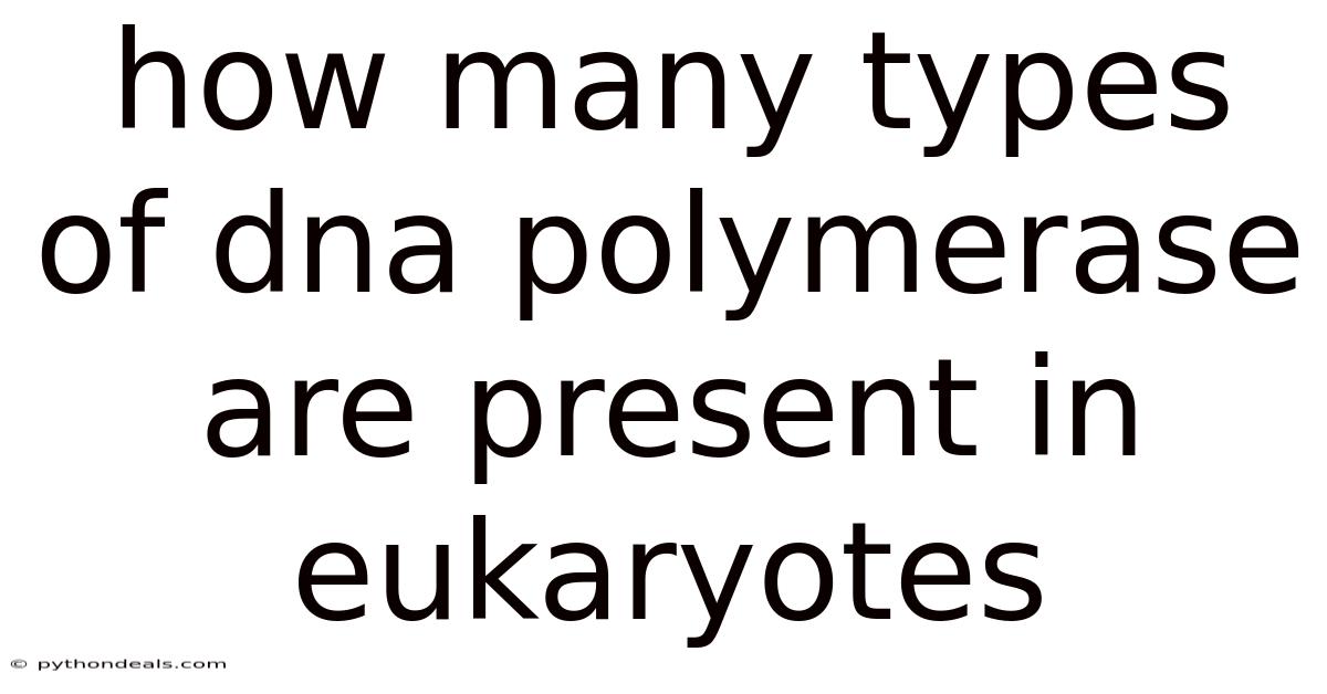 How Many Types Of Dna Polymerase Are Present In Eukaryotes