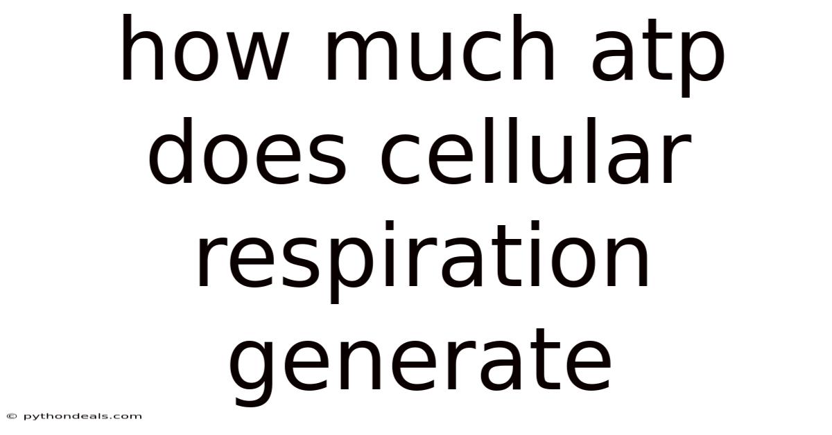 How Much Atp Does Cellular Respiration Generate