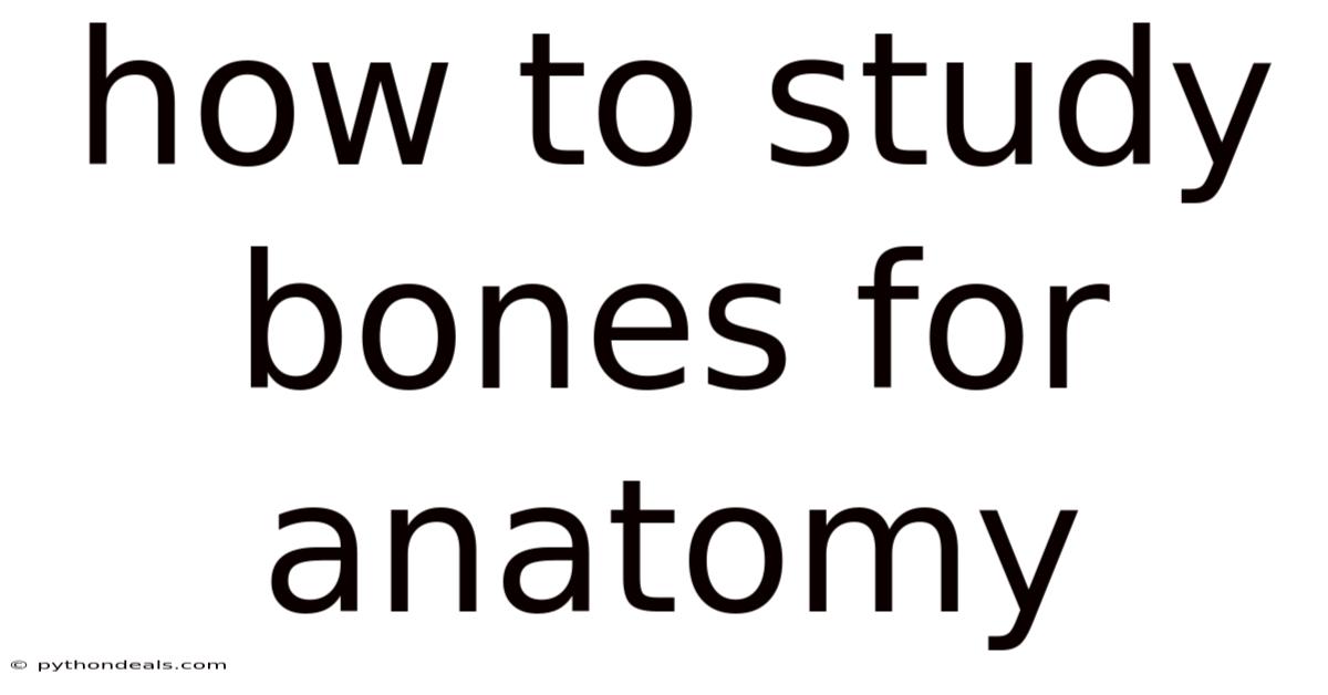 How To Study Bones For Anatomy