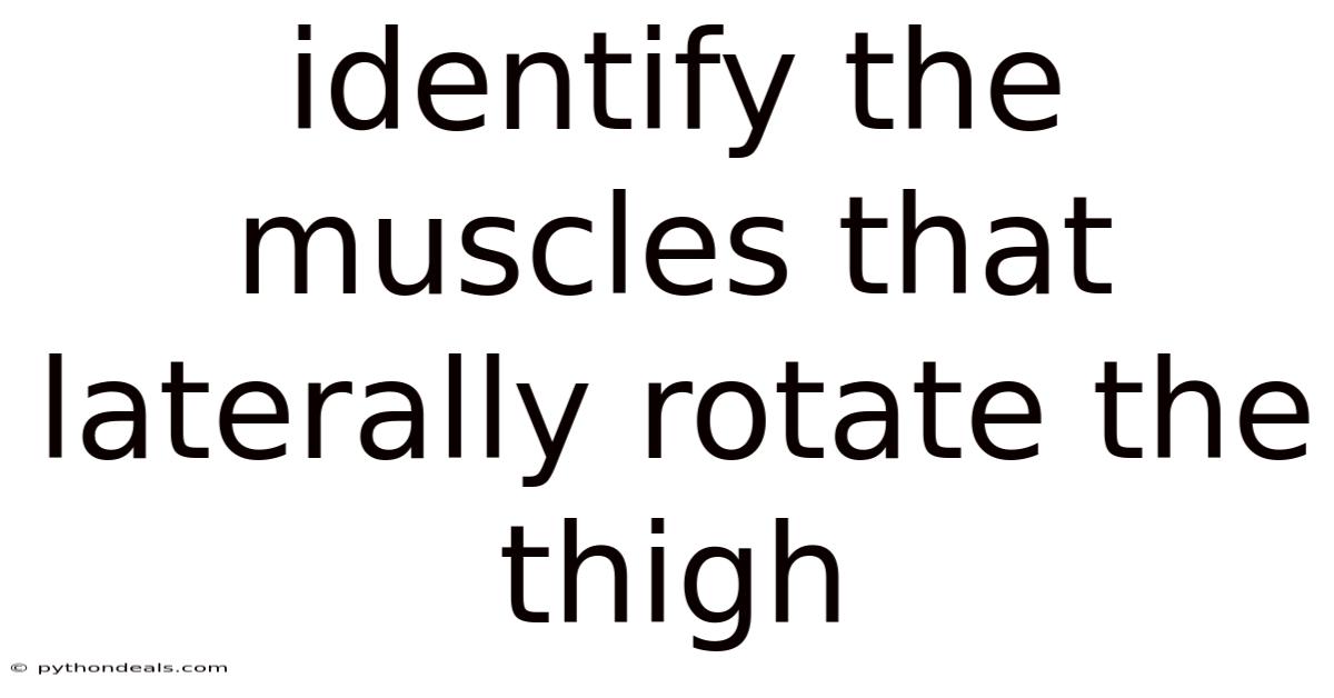 Identify The Muscles That Laterally Rotate The Thigh