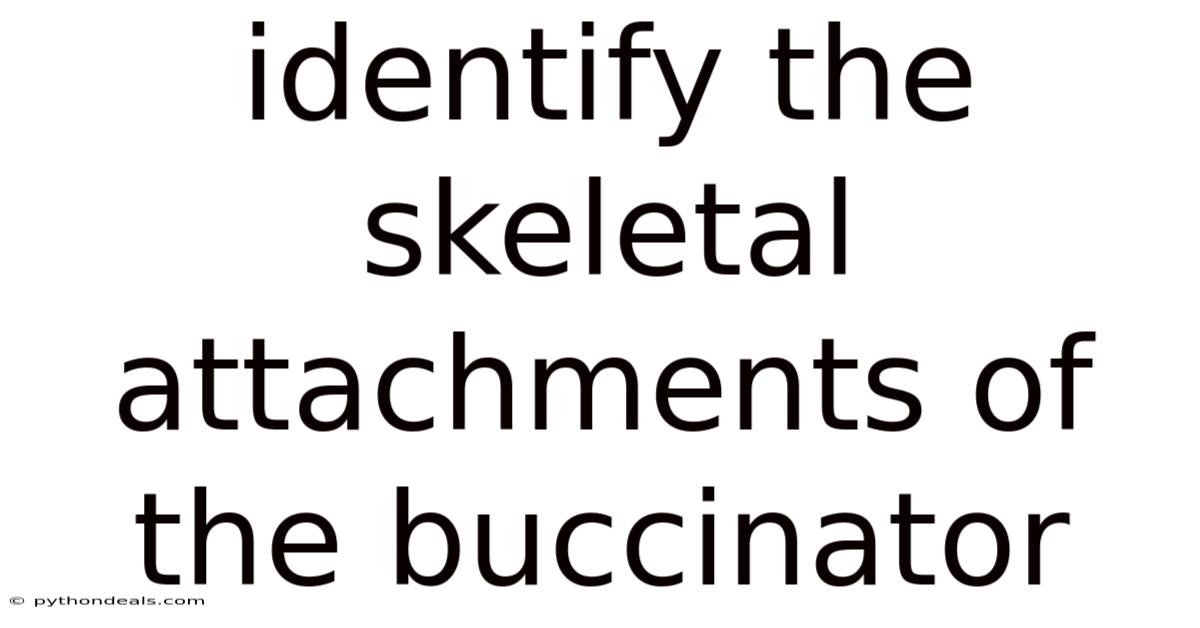 Identify The Skeletal Attachments Of The Buccinator
