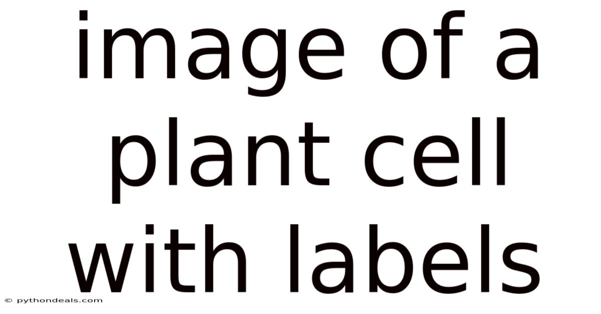 Image Of A Plant Cell With Labels