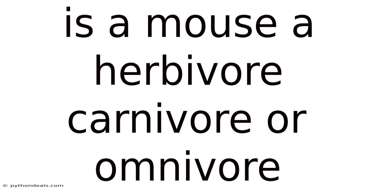 Is A Mouse A Herbivore Carnivore Or Omnivore