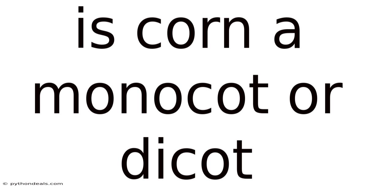 Is Corn A Monocot Or Dicot