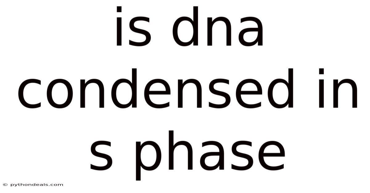 Is Dna Condensed In S Phase