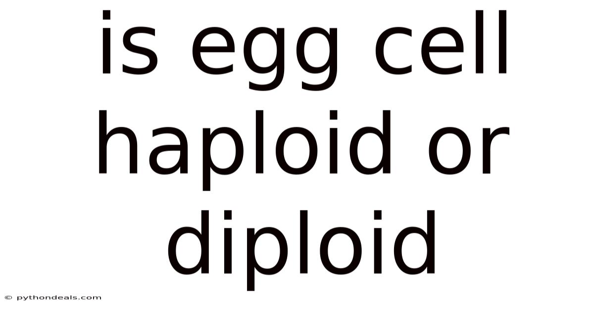 Is Egg Cell Haploid Or Diploid