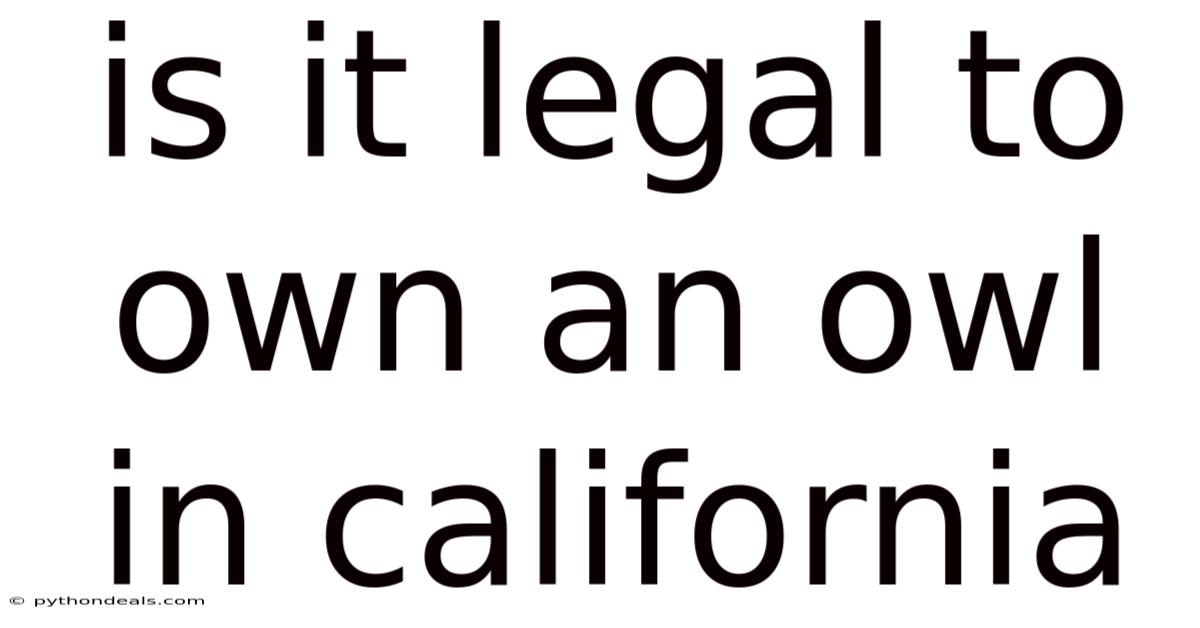 Is It Legal To Own An Owl In California