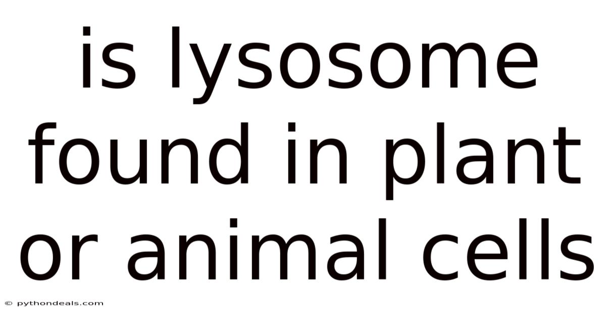 Is Lysosome Found In Plant Or Animal Cells