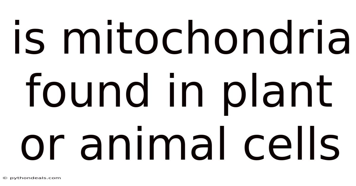 Is Mitochondria Found In Plant Or Animal Cells