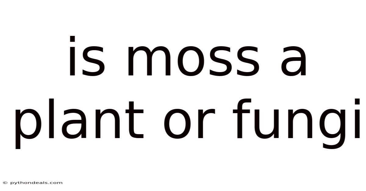 Is Moss A Plant Or Fungi