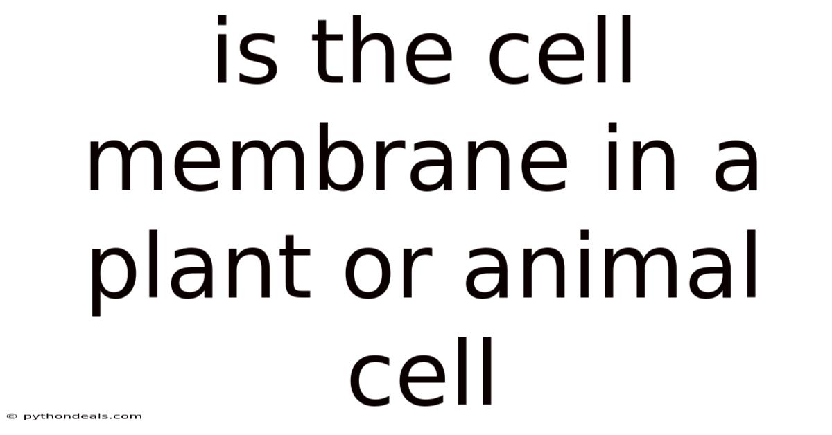 Is The Cell Membrane In A Plant Or Animal Cell