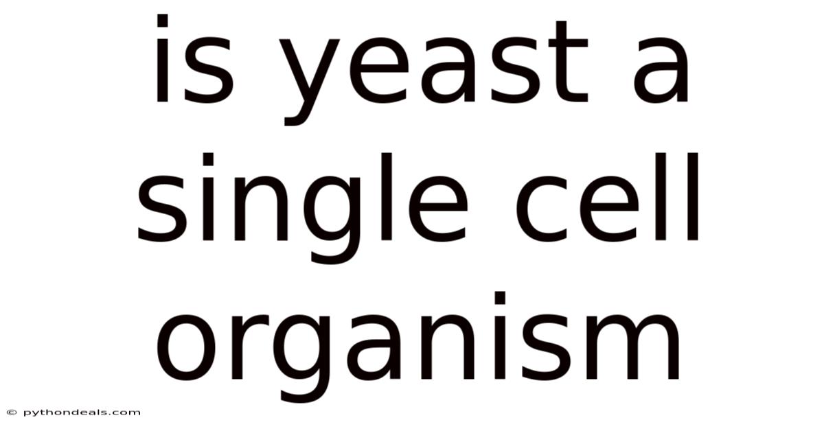 Is Yeast A Single Cell Organism