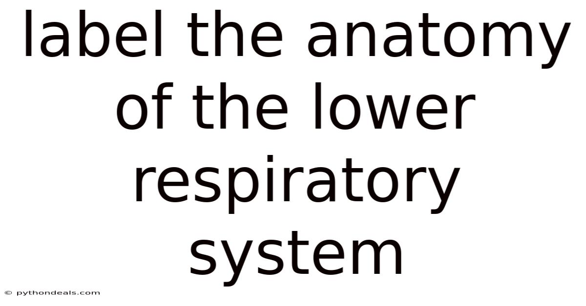 Label The Anatomy Of The Lower Respiratory System