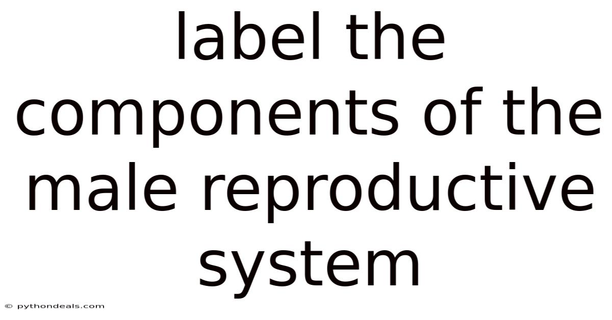 Label The Components Of The Male Reproductive System