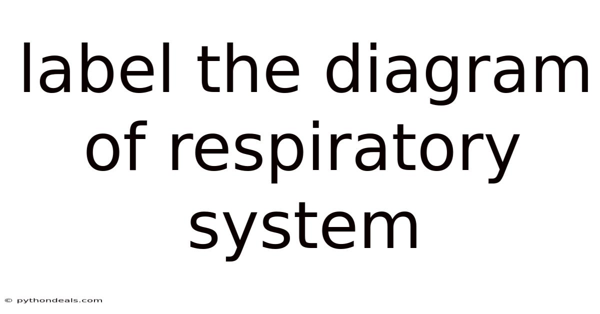Label The Diagram Of Respiratory System