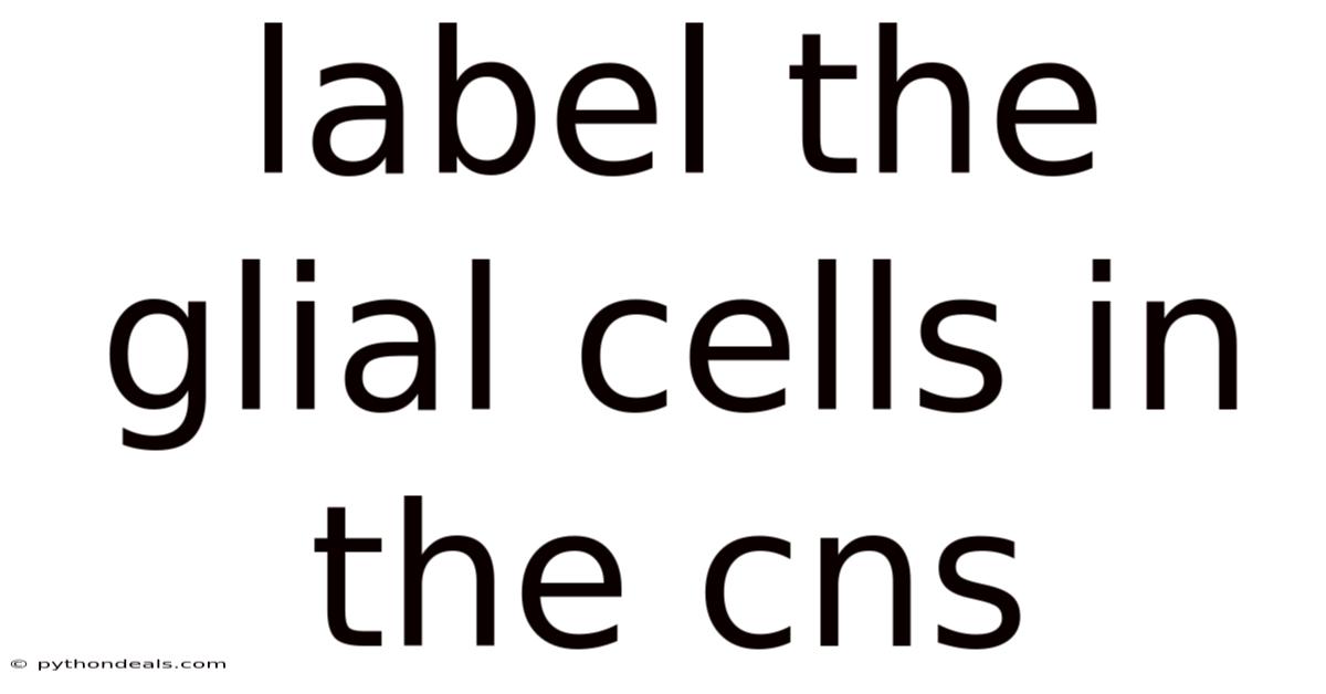 Label The Glial Cells In The Cns