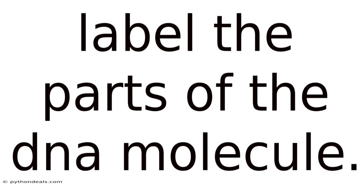 Label The Parts Of The Dna Molecule.