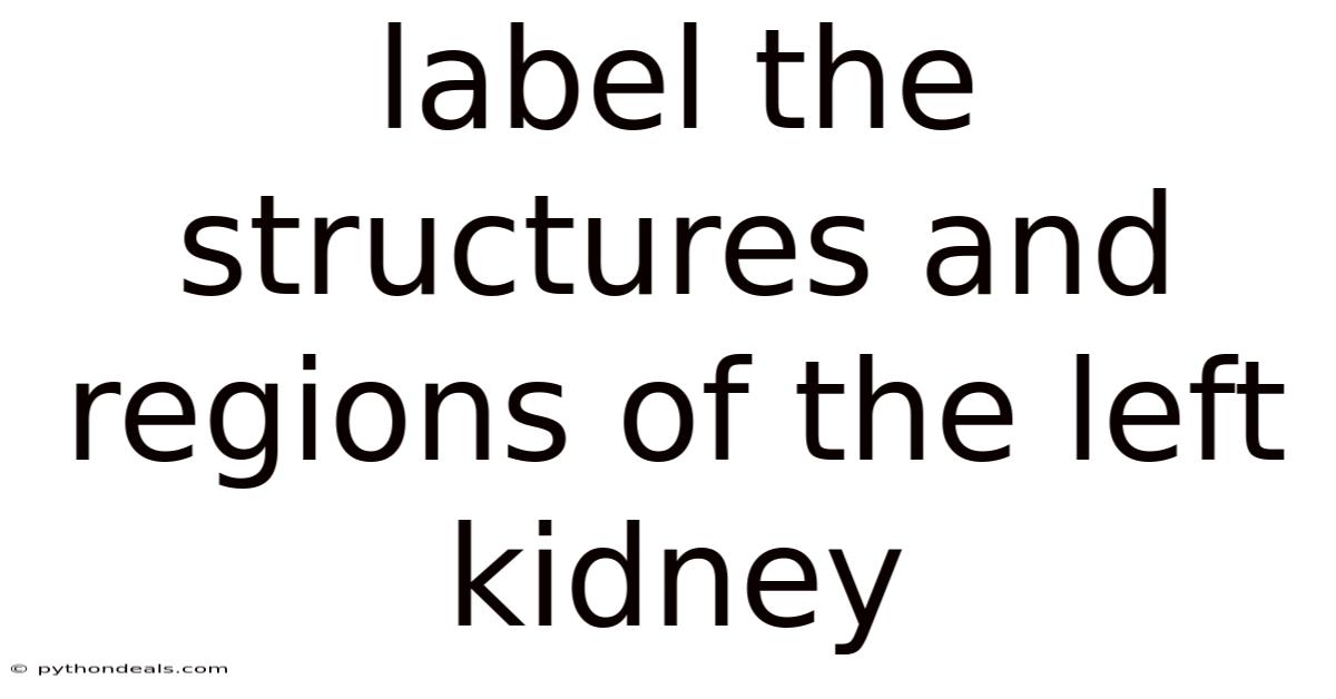 Label The Structures And Regions Of The Left Kidney