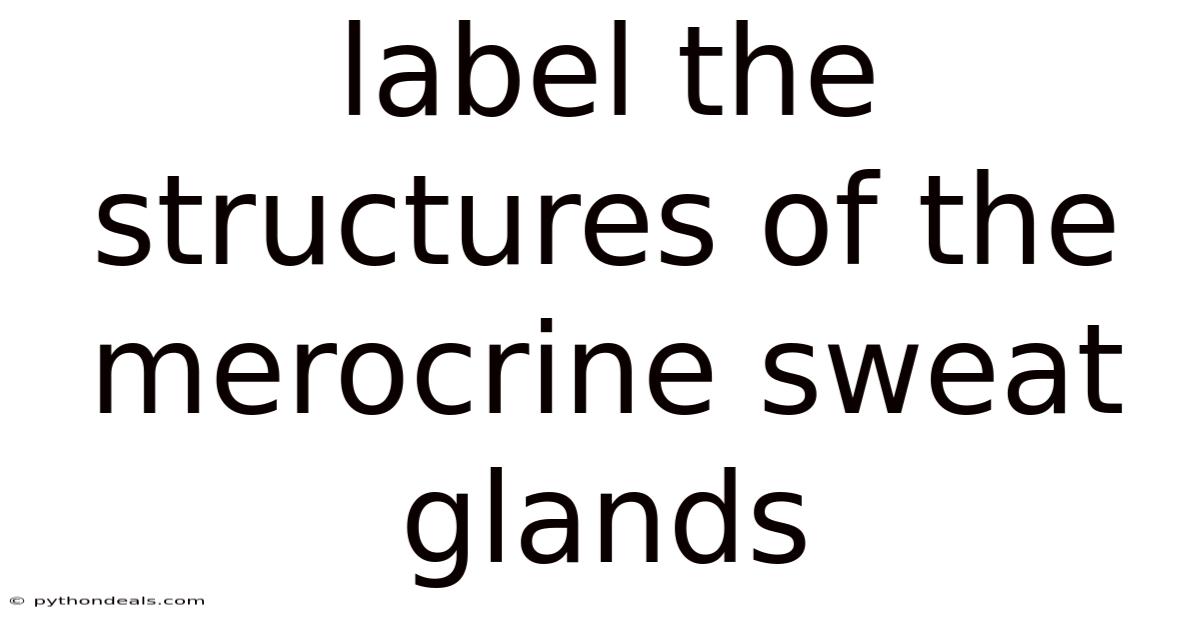 Label The Structures Of The Merocrine Sweat Glands