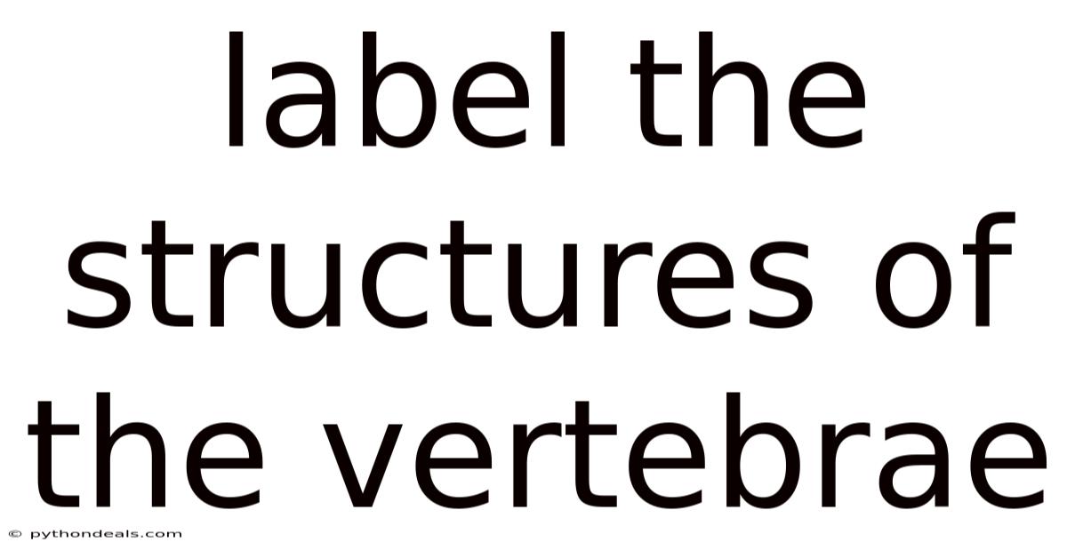 Label The Structures Of The Vertebrae