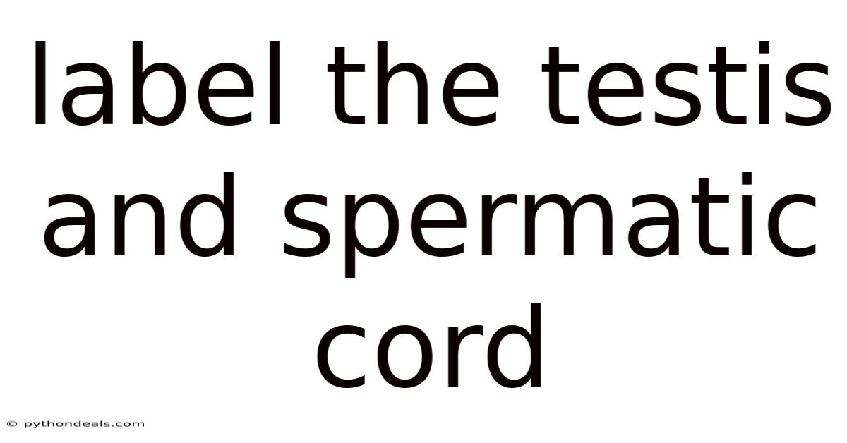 Label The Testis And Spermatic Cord