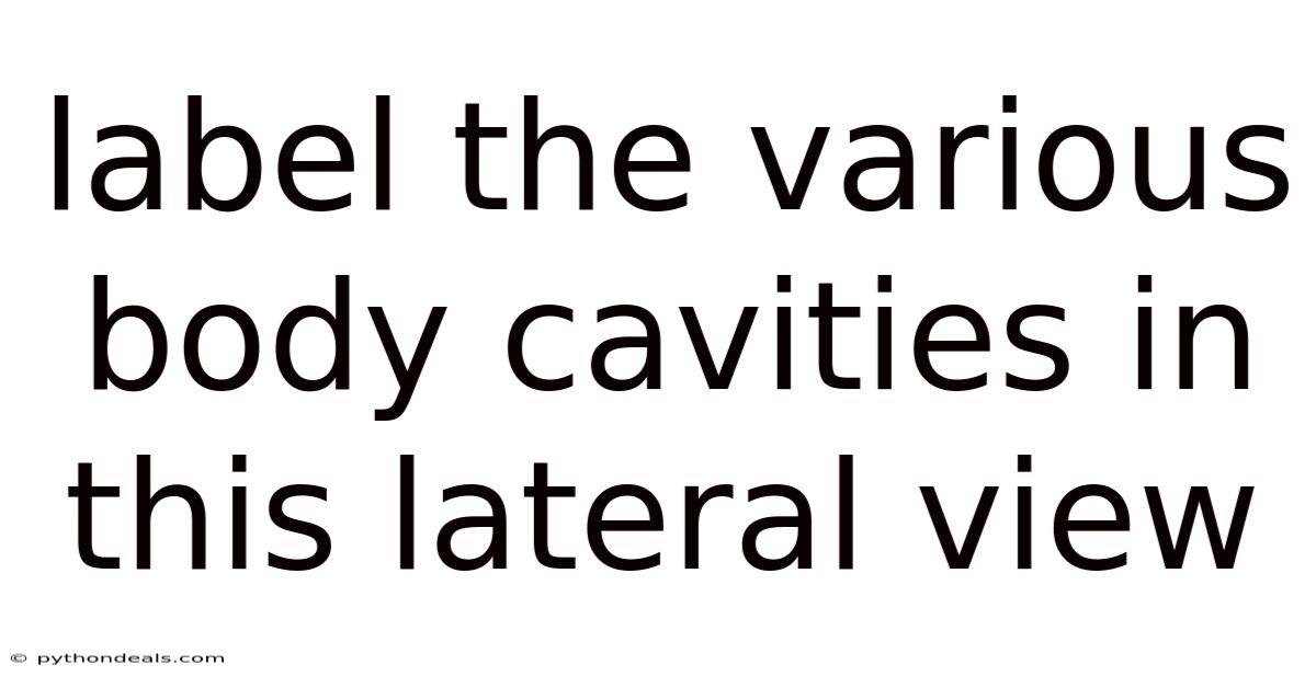 Label The Various Body Cavities In This Lateral View