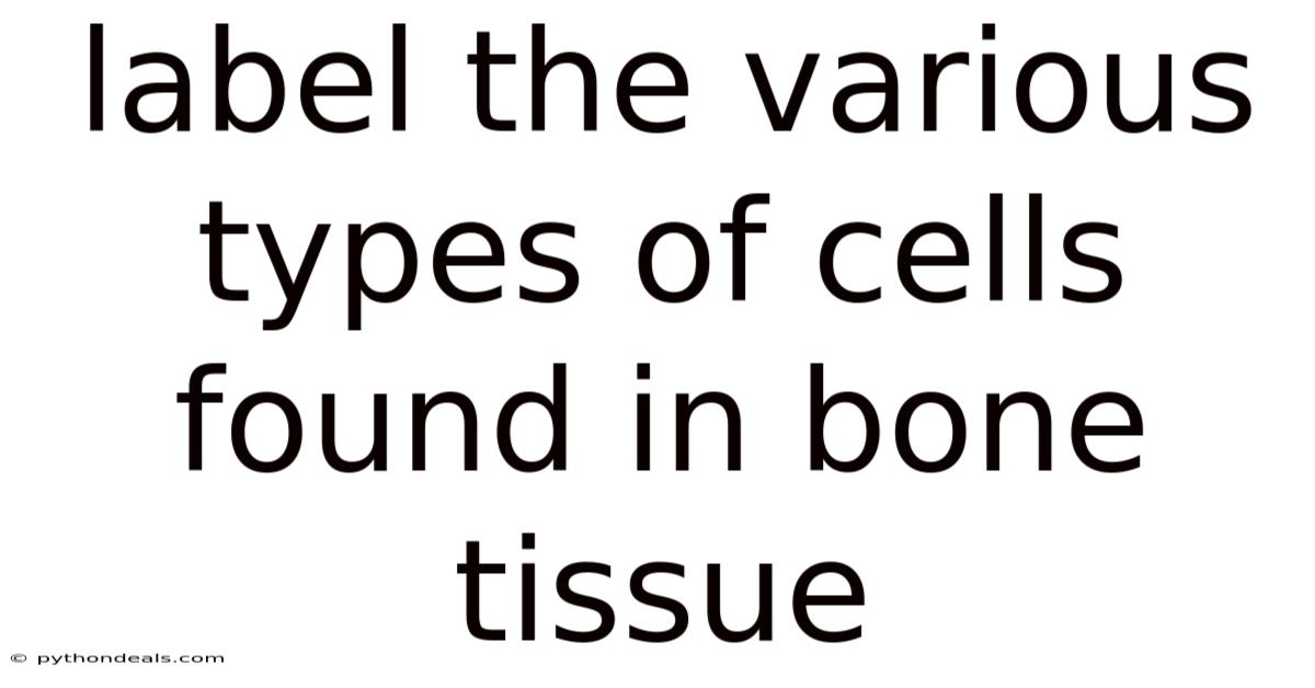 Label The Various Types Of Cells Found In Bone Tissue