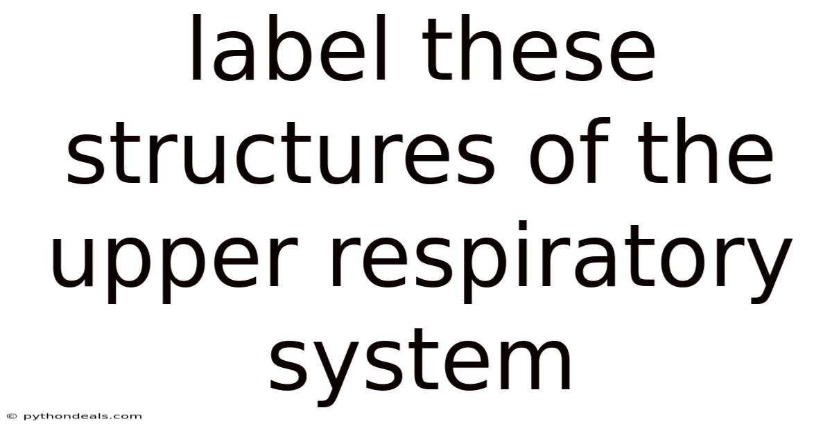 Label These Structures Of The Upper Respiratory System