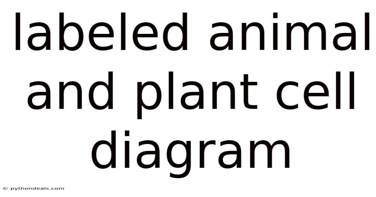 Labeled Animal And Plant Cell Diagram