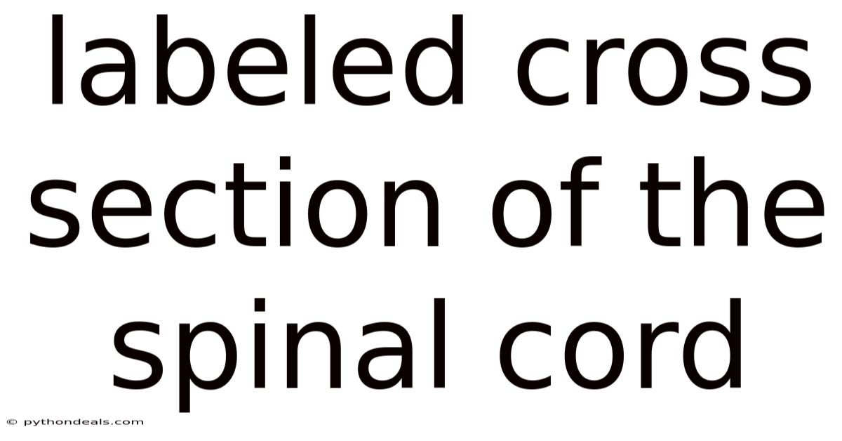 Labeled Cross Section Of The Spinal Cord