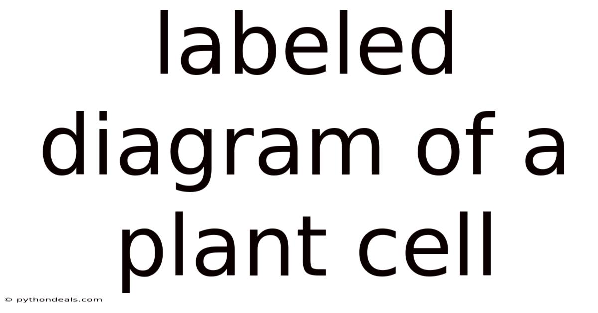 Labeled Diagram Of A Plant Cell