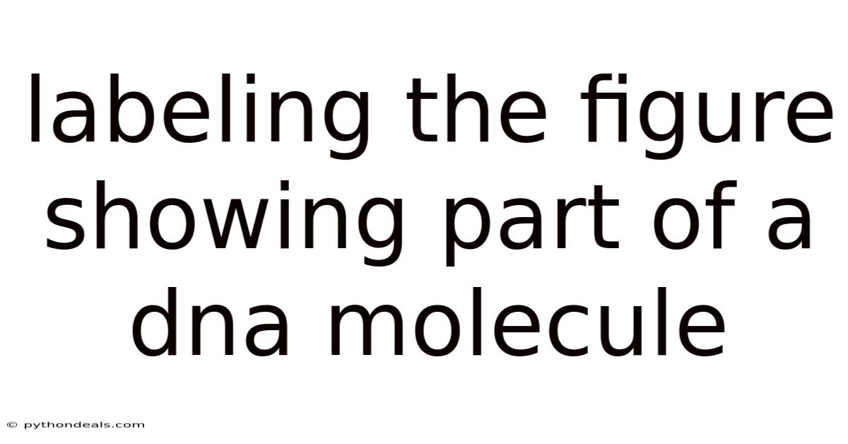 Labeling The Figure Showing Part Of A Dna Molecule